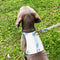 Arnés de Cuero para Mascotas con Cuerda Guía