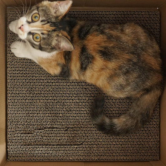 Juguete Rascador de Cartón Corrugado para Gatos - Resistente y Divertido - Image 13