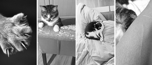 Rascador de Cartón Corrugado para Gatos - Image 11