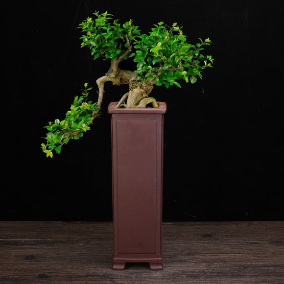 Macetas de Orquídea Cerámica Zisha Elegantes para Interior
