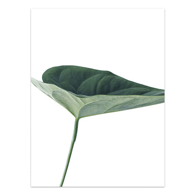 Póster de Plantas Tropicales Estilo Nórdico - Lámina de Hojas Verdes - Image 11