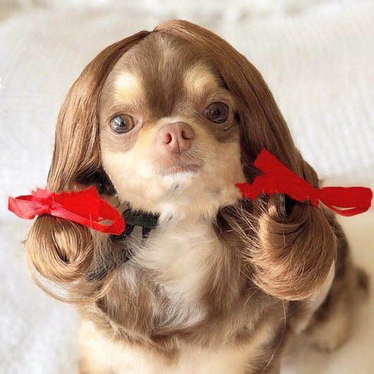 Pelucas y Accesorios de Moda para Mascotas - Disfraces y Tiara para Perros y Gatos - Image 6