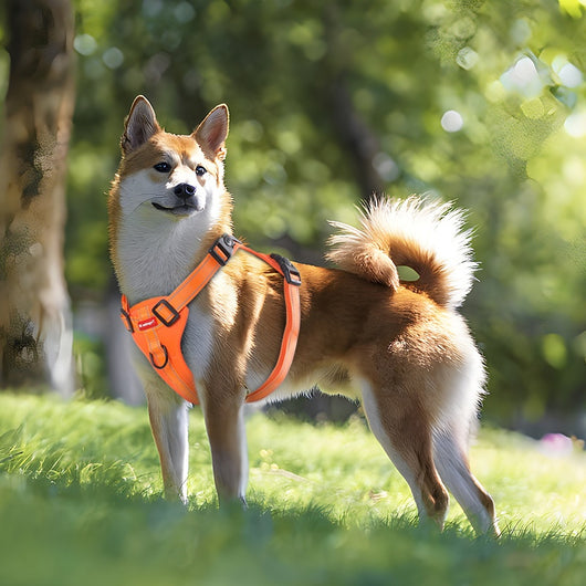 Arnés de Pecho con Cuerda de Tracción para Perros Pequeños, Medianos y Grandes - Image 15
