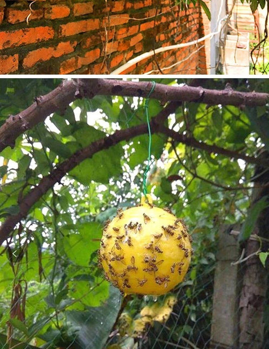 Bola Adhesiva Atrapamoscas de la Fruta Aroma Naranja - Image 7