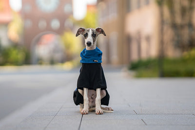 Abrigo Térmico para Mascotas con Cuello Desmontable Resistente al Viento - Image 10