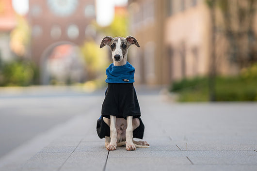 Abrigo Térmico para Mascotas con Cuello Desmontable Resistente al Viento - Image 10