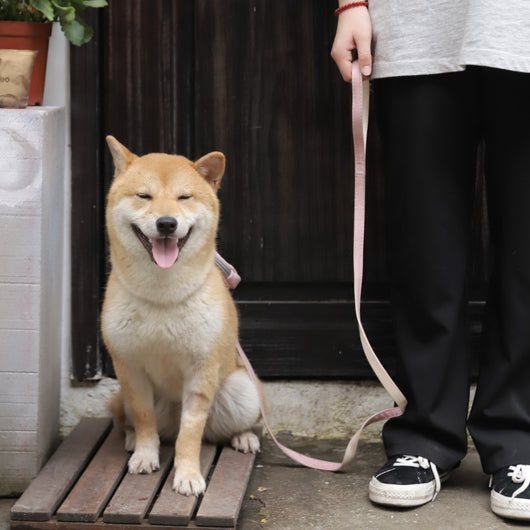 Arnés de Tracción con Cuerda para Perros y Gatos - Image 8
