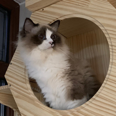 Plataforma Rascadora de Madera Maciza para Gatos con Tablero de Sisal - Image 28