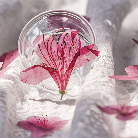 Adorno de Flor de Azalea Deshidratada - Image 4