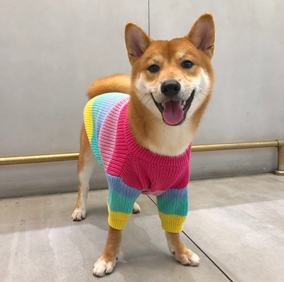Suéter Arcoíris para Perros Pequeños y Cachorros - Image 15