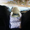 Asiento de Seguridad para Mascotas con Reposabrazos Central y Cama Impermeable