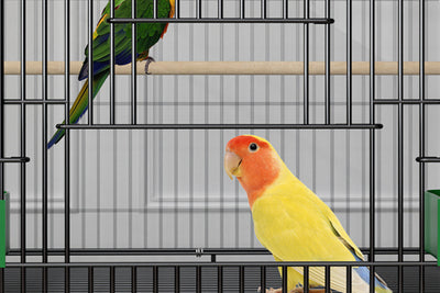 Black double-layer metal bird cage with multiple perches, green food/water dishes, and toys, housing several colorful birds. - Image 9