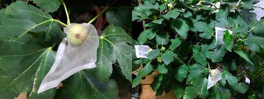 Bolsa Protectora de Nylon para Frutas y Verduras - Image 18