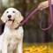 Correa de Cuero Resistente para Perros - Antihalón Premium
