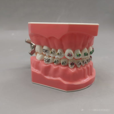 Modelo de Guía de Cepillado Ortodóncico para Alineación Perfecta - Image 2
