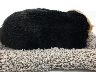 Peluche Decorativo Perro con Bolsa Desodorizante de Carbón Bambú para Auto - Image 12