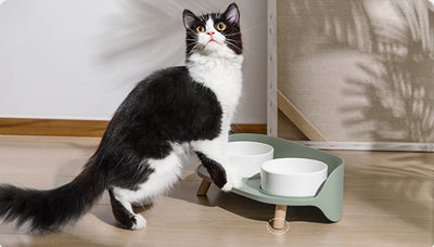 Comedero Doble Inclinado para Gatos y Perros - Protege Cuello con Diseño Antiderrame - Image 10