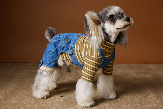 Ropa de Invierno para Perros Pequeños - Jeans Acolchado Térmico - Image 25