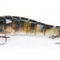 Trout C 2355