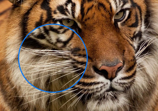 Proyector Inteligente Android 4K Full HD 1080P para Educación - Image 30