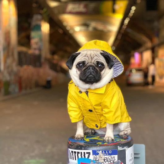 Impermeable para Perros - Abrigo Protector Contra Lluvia - Image 22
