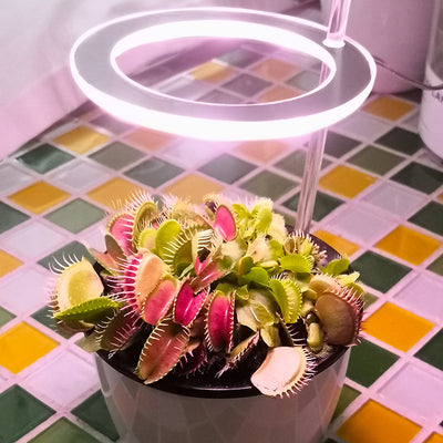 Lámpara LED de Espectro Completo para Plantas y Suculentas - Image 21