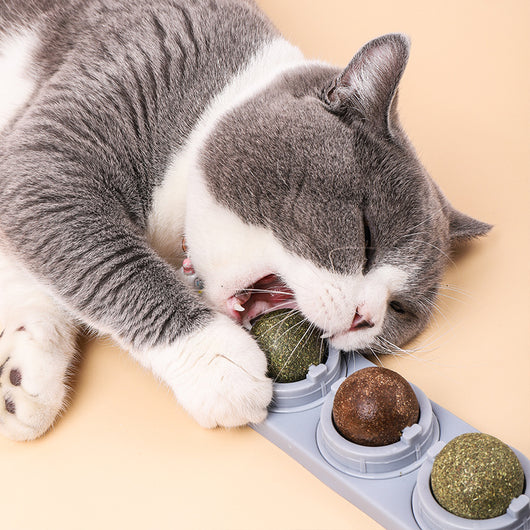 Cat treat dispenser with four lickable balls: cat sugar, cat mint, gall fruit, and silvervine, in a purple holder.