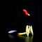 Peluche Pollo Black Water con Hueso Rojo
