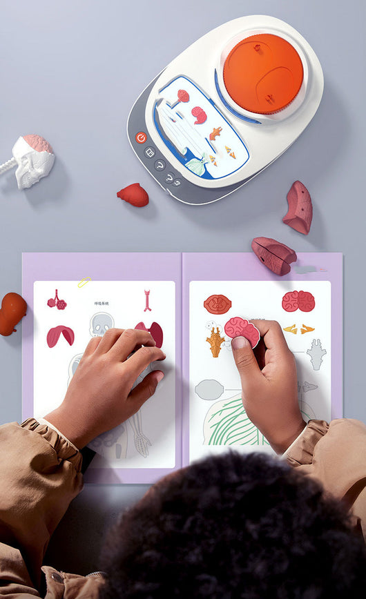 Modelo Anatómico Humano con Órganos Desmontables para Niños - Image 9