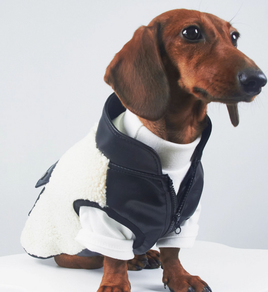 Abrigo Térmico de Cuero para Mascotas - Otoño e Invierno - Image 13