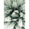 Flor Diamante Quadrado 15 x 20 cm