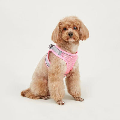 Small light brown poodle wearing an orange mesh dog vest harness with reflective trim and a retractable leash. - Image 10