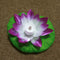 Morado