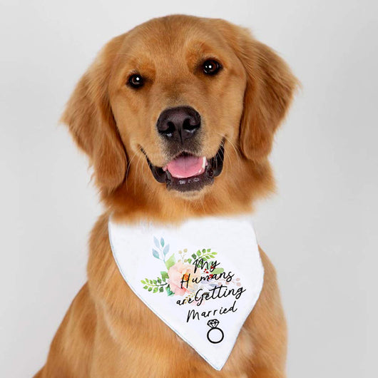 Juguete de Perro Saliva Blanco para San Valentín - Image 6