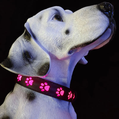 Collar LED Luminoso 7 Colores para Perros y Gatos con Carga USB - Image 7
