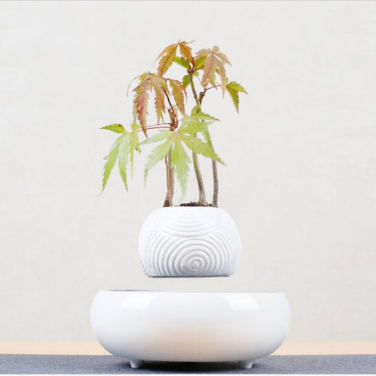 Plantas Flotantes con Levitación Magnética