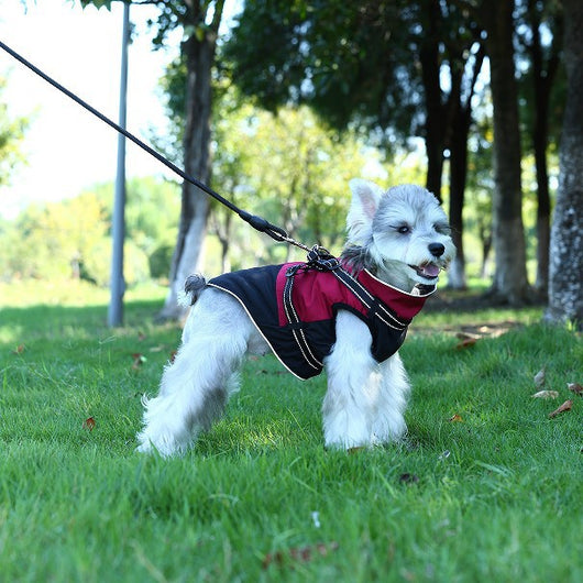 Ropa Impermeable para Mascotas en Algodón Resistente - Image 3