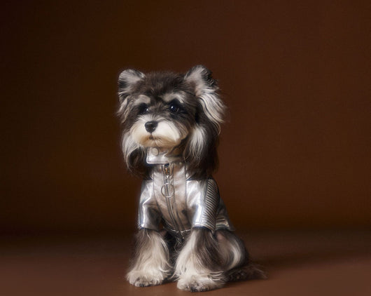 Chaqueta de Cuero Plateado Desgastado Teddy Schnauzer Bichon - Image 15