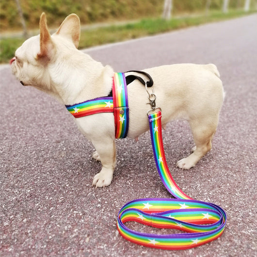 Arnés de Pecho para Perros Pequeños - Diseño Deportivo para Exteriores - Image 15