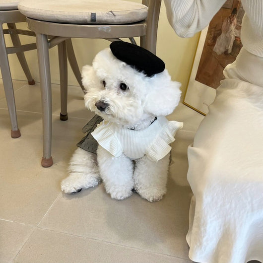 Vestido Princesa para Perros Pequeños - Ropa Fresca de Verano - Image 8