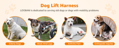 Arnés de Soporte para Patas Traseras de Perros - Rehabilitación de Ligamentos - Image 14