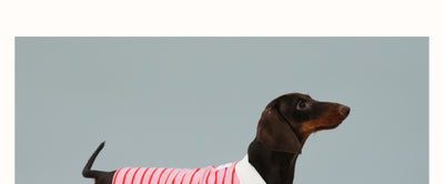 Chaleco sin Mangas para Perro Pequeño Rayas Rojo - Image 17