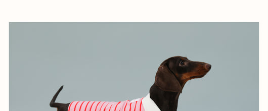 Chaleco sin Mangas para Perro Pequeño Rayas Rojo - Image 17