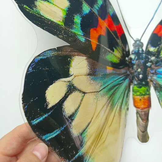 Pegatinas Decorativas de Mariposas para Pared - Image 6