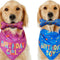 Pañuelo Triangular para Perros con Juguete Hueso y Toalla Absorbente