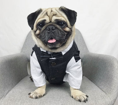 Traje de Boda para Mascotas - Image 4
