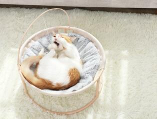 Cama Térmica para Gatos de Cuatro Estaciones - Image 9