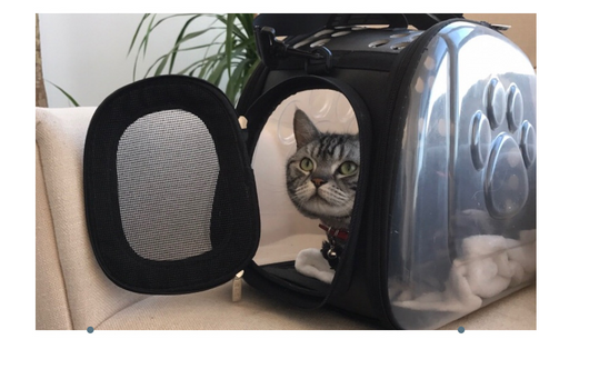 Mochila Transportadora Transparente para Gatos y Perros - Plegable y Respirable - Image 3