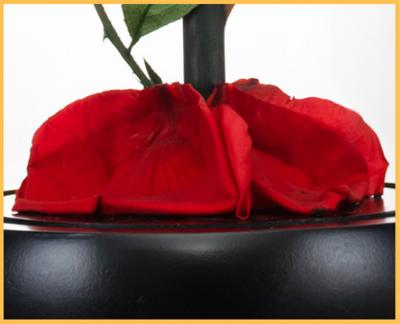 Corazón de Flores Preservadas para San Valentín - Regalo Eterno - Image 14