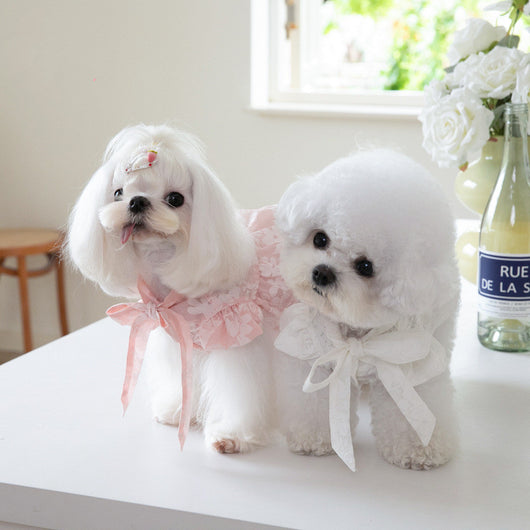 Vestido para Gato con Collar de Moño Elegante - Image 10